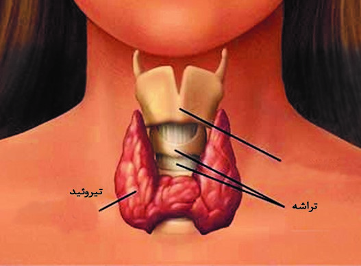 پركاری تیرویید